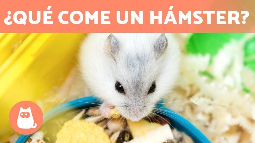 puede el hamster comer queso consejos y riesgos