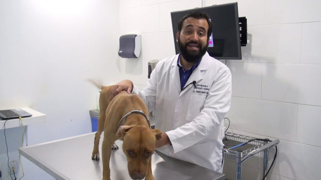 puede la psoriasis en perros ser riesgosa posible terapia y prevencion