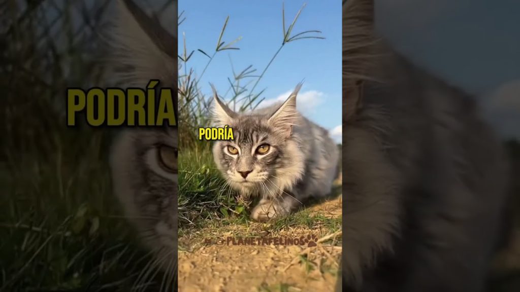 razas de gatos franceses la lista de felinos mas alla de los alpes